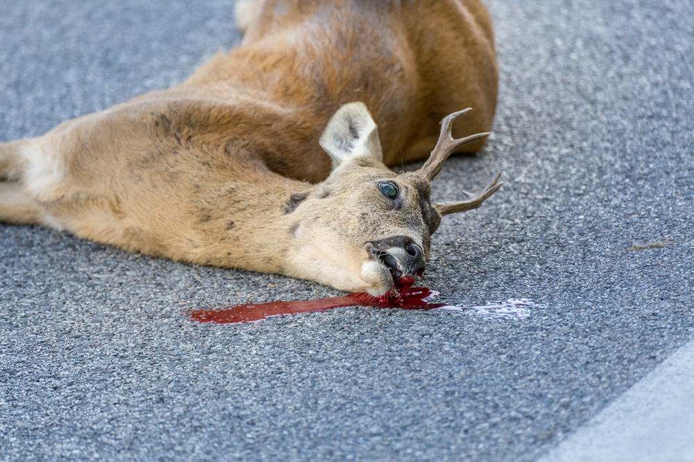 En silence, Les Yeux des Morts, série de photographies sur les animaux tués sur les routes en France, roadkill